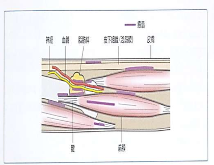 痛みの原因になりやすい筋膜の癒着とは？