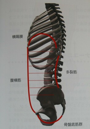 高齢者の弱っている筋肉は筋トレではなく、体操等で身体を正しく使うことで改善可能