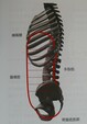 高齢者の弱っている筋肉は筋トレではなく、体操等で身体を正しく使うことで改善可能